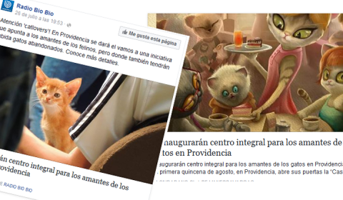 Reiki para mascotas